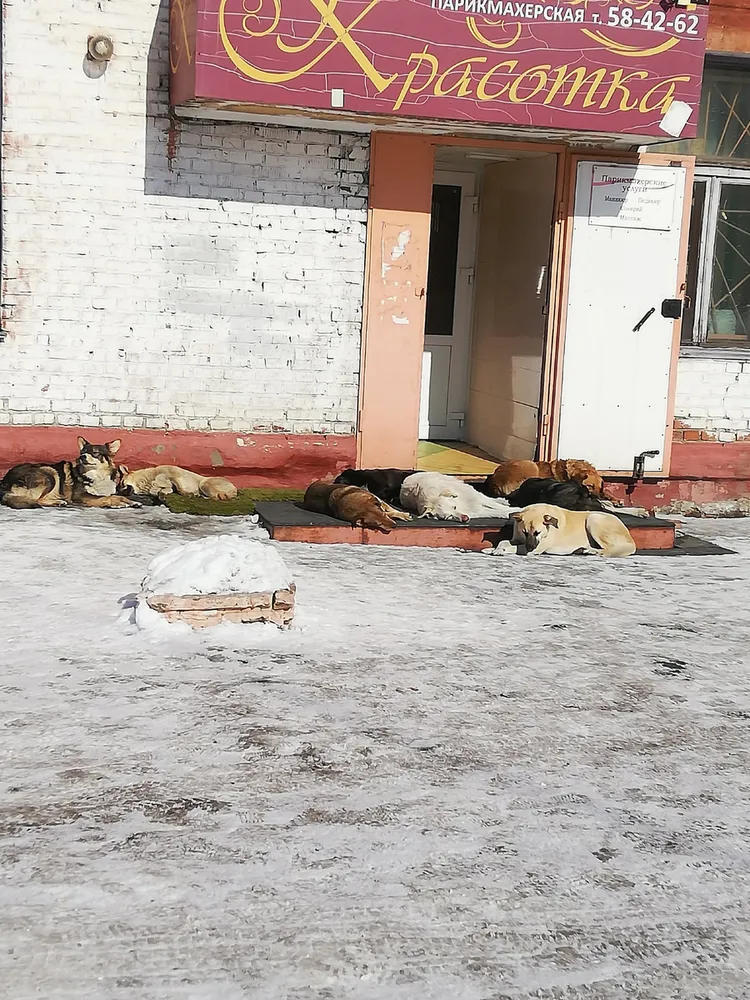 Chkalovsky_district_stray_dogs.webp